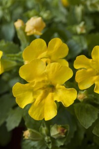 Mimulus luteus 9 cm Topf - Größe nach Saison