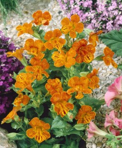 Mimulus luteus 9 cm Topf - Größe nach Saison