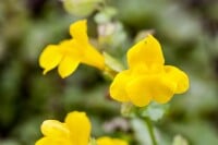 Mimulus luteus 9 cm Topf - Größe nach Saison