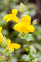 Mimulus luteus 9 cm Topf - Größe nach Saison