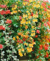 Mimulus luteus 9 cm Topf - Größe nach Saison