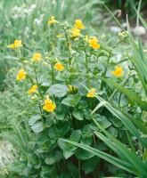 Mimulus luteus 9 cm Topf - Größe nach Saison