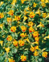 Mimulus luteus 9 cm Topf - Größe nach Saison