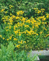 Mimulus luteus 9 cm Topf - Größe nach Saison