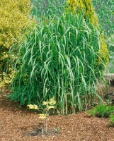 Miscanthus giganteus Aksel Olsen 10L VR