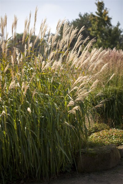 Miscanthus sinensis Adagio 11 cm Topf - Größe nach Saison