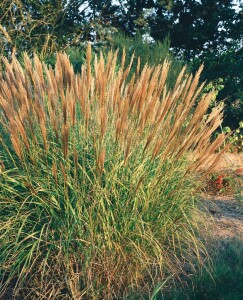 Miscanthus sinensis Adagio 11 cm Topf - Größe nach Saison