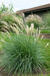 Miscanthus sinensis Adagio 11 cm Topf - Größe nach Saison