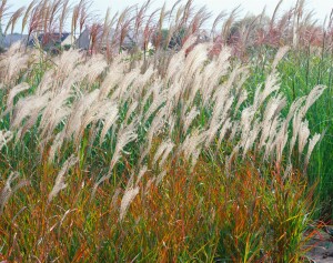 Miscanthus sinensis Adagio 11 cm Topf - Größe nach Saison