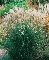 Miscanthus sinensis Adagio 11 cm Topf - Größe nach Saison