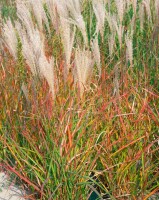 Miscanthus sinensis Adagio 11 cm Topf - Größe nach Saison