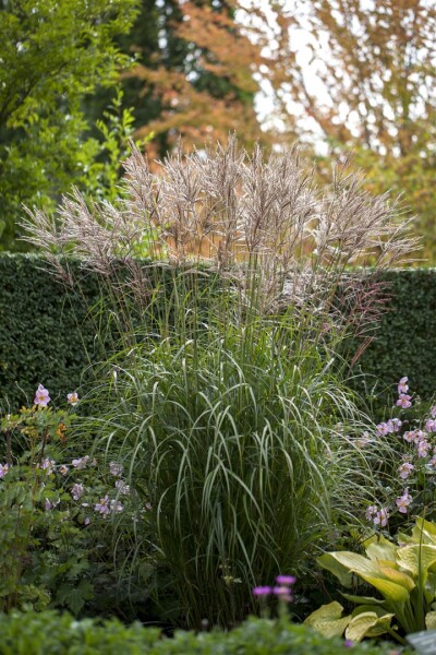 Miscanthus sinensis China 11 cm Topf - Größe nach Saison