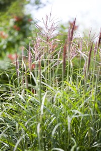 Miscanthus sinensis China 11 cm Topf - Größe nach Saison