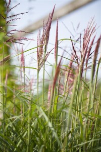 Miscanthus sinensis China 11 cm Topf - Größe nach Saison