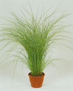 Miscanthus sinensis China 11 cm Topf - Größe nach Saison