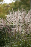 Miscanthus sinensis China 11 cm Topf - Größe nach Saison