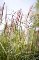 Miscanthus sinensis China 11 cm Topf - Größe nach Saison