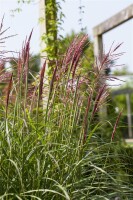 Miscanthus sinensis China 11 cm Topf - Größe nach Saison