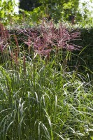 Miscanthus sinensis China 11 cm Topf - Größe nach Saison