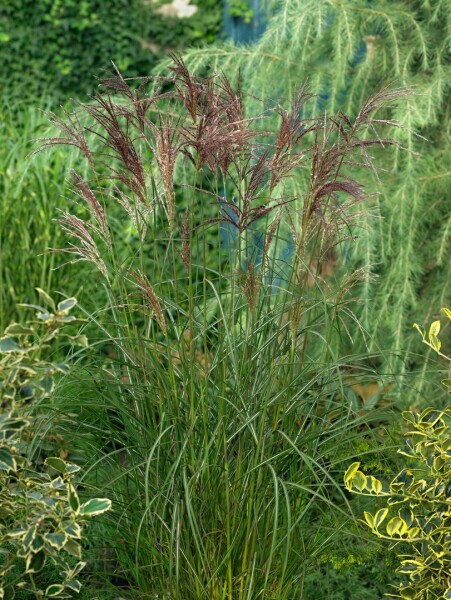 Miscanthus sinensis Dread Locks 11 cm Topf - Größe nach Saison