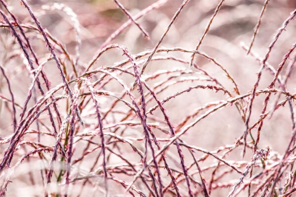 Miscanthus sinensis Flamingo 9 cm Topf - Größe nach Saison