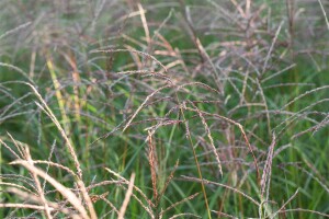 Miscanthus sinensis Flamingo 9 cm Topf - Größe nach Saison