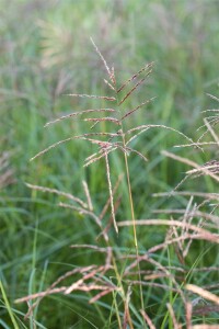 Miscanthus sinensis Flamingo 9 cm Topf - Größe nach Saison