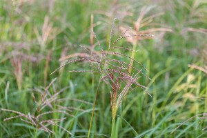 Miscanthus sinensis Flamingo 9 cm Topf - Größe nach Saison