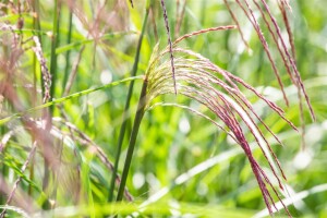 Miscanthus sinensis Flamingo 9 cm Topf - Größe nach Saison