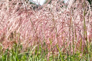 Miscanthus sinensis Flamingo 9 cm Topf - Größe nach Saison