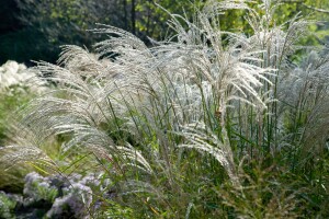 Miscanthus sinensis Flamingo 9 cm Topf - Größe nach Saison