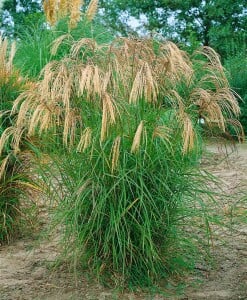 Miscanthus sinensis Flamingo 9 cm Topf - Größe nach Saison