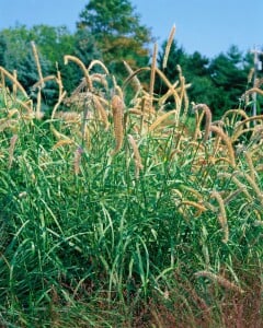 Miscanthus sinensis Flamingo 9 cm Topf - Größe nach Saison