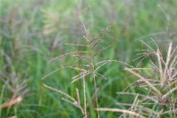 Miscanthus sinensis Flamingo 9 cm Topf - Größe nach Saison