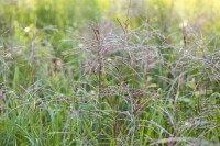 Miscanthus sinensis Flamingo 9 cm Topf - Größe nach Saison