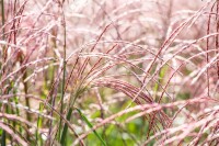 Miscanthus sinensis Flamingo 9 cm Topf - Größe nach Saison