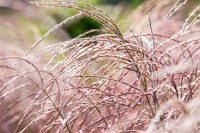 Miscanthus sinensis Flamingo 9 cm Topf - Größe nach Saison