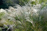 Miscanthus sinensis Flamingo 9 cm Topf - Größe nach Saison