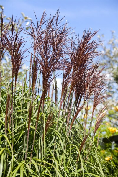 Miscanthus sinensis Ghana 11 cm Topf - Größe nach Saison