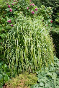 Miscanthus sinensis Ghana 11 cm Topf - Größe nach Saison