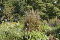 Miscanthus sinensis Ghana 11 cm Topf - Größe nach Saison