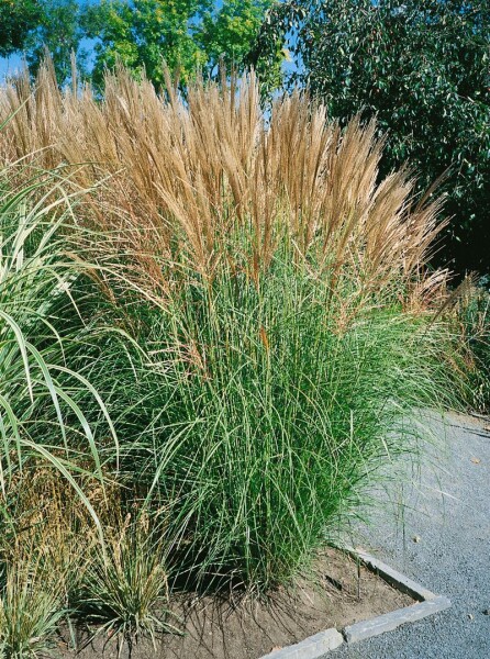 Miscanthus sinensis Goliath 11 cm Topf - Größe nach Saison