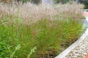 Miscanthus sinensis Gracillimus C 5