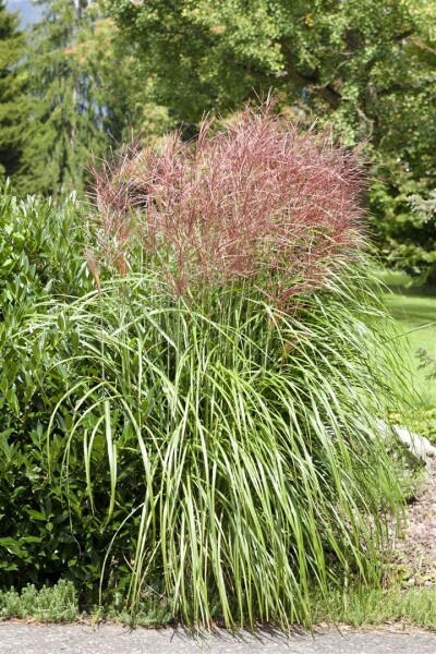 Miscanthus sinensis Große Fontäne 11 cm Topf - Größe nach Saison