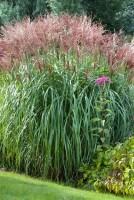 Miscanthus sinensis Große Fontäne 11 cm Topf - Größe nach Saison