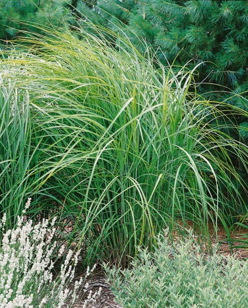 Miscanthus sinensis Kaskade 11 cm Topf - Größe nach Saison