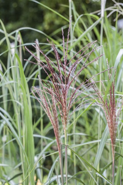 Miscanthus sinensis Malepartus 5L VR