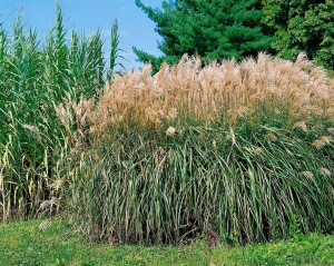 Miscanthus sinensis Malepartus 5L VR