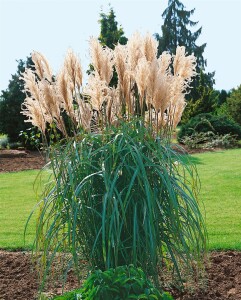 Miscanthus sinensis Malepartus 5L VR