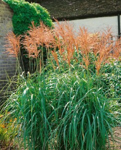 Miscanthus sinensis Malepartus 5L VR